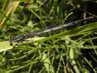 Agrion à larges pattes (Platycnemis pennipes)