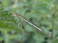 Agrion à larges pattes (Platycnemis pennipes)