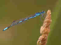 Agrion mignon (Coenagrion scitulum)
