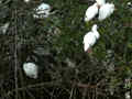 Aigrette neigeuse Egretta thula