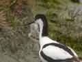 Avocette lgante Recurvirostra avosetta