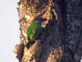 Barbu à gorge bleue Psilopogon asiaticus