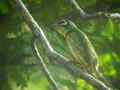 Barbu à plastron rouge Megalaima haemacephala
