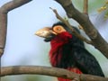 Barbican à poitrine rouge Pogonornis dubius