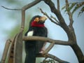 Barbican à poitrine rouge Pogonornis dubius
