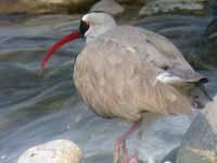 Bec-d'ibis tibétain Ibidorhyncha struthersii