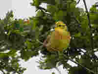 Bruant jaune Emberiza citrinella