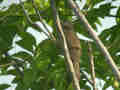 Bulbul de Blanford Pycnonotus blanfordi