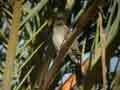 Bulbul des jardins Pycnonotus barbatus