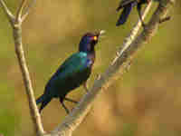 Choucador pourpré Lamprotornis purpureus