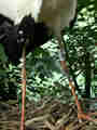 Cigogne blanche Ciconia ciconia