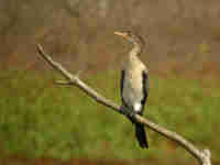 Cormoran africain Phalacrocorax africanus
