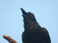 Corbeau  gros bec Corvus macrorhynchos