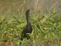 Cormoran de Vieillot Microcarbo niger