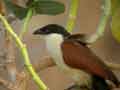 Coucal du Sénégal Centropus senegalensis