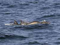 Dauphin commun Delphinus delphis