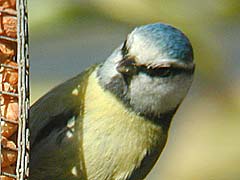 champ avec recadrage au 1/4