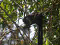 Écureuil géant oriental Ratufa bicolor
