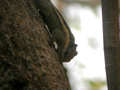 Écureuil rayé de l'Himalaya Tamiops macclellandi