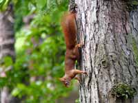 Écureuil roux Sciurus vulgaris