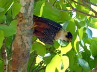 Faucon des chauves-souris Falco rufigularis