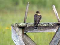 Faucon émerillon Falco columbarius