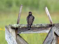 Faucon émerillon Falco columbarius