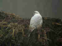 Faucon gerfaut Falco rusticolus