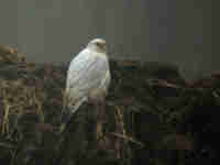Faucon gerfaut Falco rusticolus