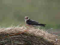 Faucon kobez Falco vespertinus