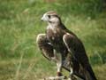 Faucon laggar Falco jugger
