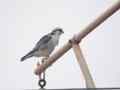 Faucon lanier Falco biarmicus erlangeri