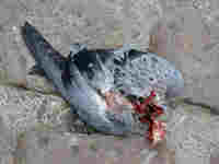 proie du Faucon pèlerin Falco peregrinus