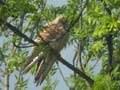 Faucon crécerellette Falco naumanni