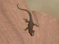Gecko à paupières épineuses du Haut Atlas Quedenfeldtia trachyblepharusplateau de Tizerag au pied de l'Oukaïmeden, Maroc, ca 31° 12' N, 007° 52' W   