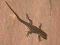 Gecko à paupières épineuses du Haut Atlas Quedenfeldtia trachyblepharus