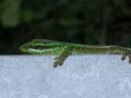Gecko vert des hauts Phelsuma borbonica