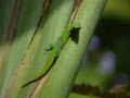 Gecko vert à trois taches Phelsuma laticauda