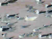 Goéland à ailes blanches Larus glaucoides