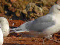 Goéland à ailes blanches Larus glaucoides kumlieni
