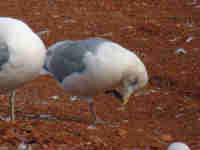 Goéland à ailes blanches Larus glaucoides kumlieni