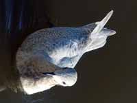 Goéland à ailes blanches Larus glaucoides