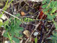 Gomphe serpentin (Ophiogomphus cecilia)