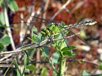 Gomphe serpentin (Ophiogomphus cecilia)