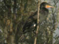 Grand Cormoran Phalacrocorax carbo 9Y2