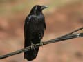 Grand Corbeau Corvus corax