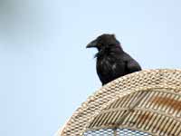 Grand Corbeau Corvus corax