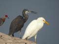 Héron garde-bœufs Bubulcus ibis