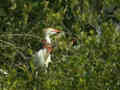 Héron garde-bœufs Bubulcus ibis