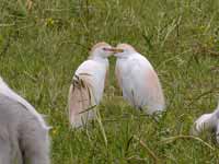 Héron garde-bœufs Bubulcus ibis